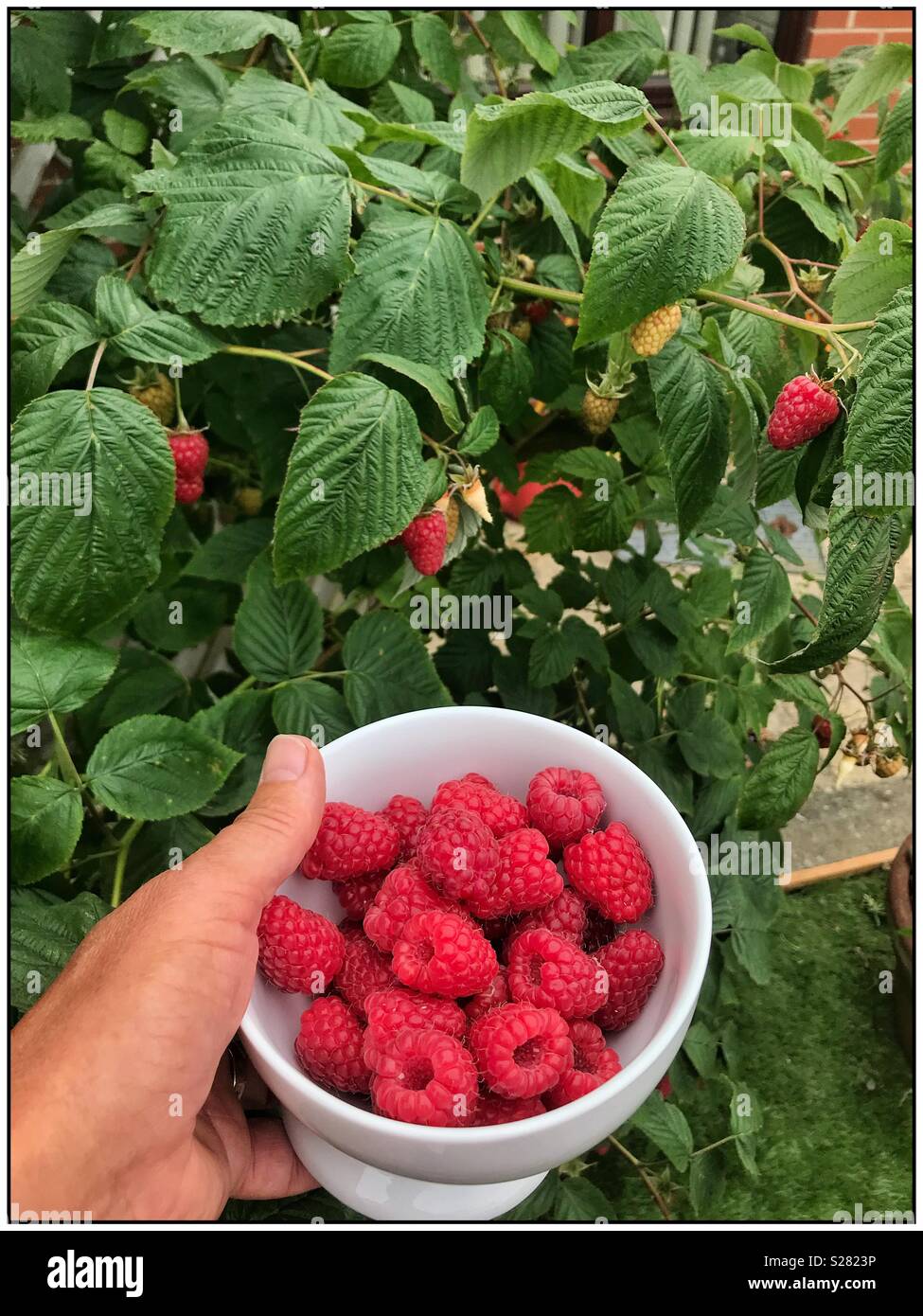 Bol de framboises fraîches cueillies au large de cannes en arrière-plan. Banque D'Images