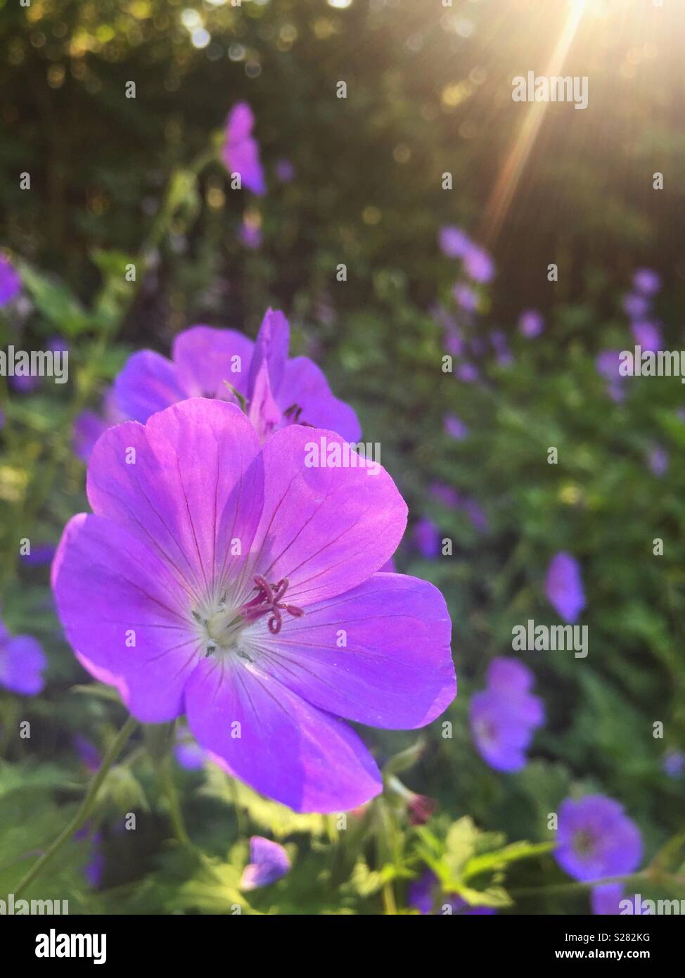 Jardin florissant en géranium vivace - Image de stock capturée avec un smartphone