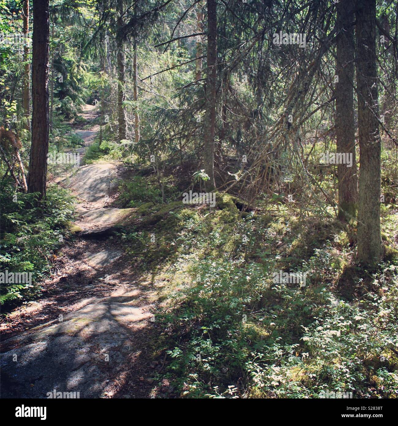 Sentier nature dans les bois en Suède Banque D'Images