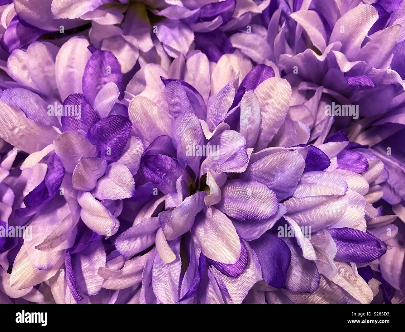 Jolie, mauve et de fleurs blanches - Image de stock capturée avec un smartphone