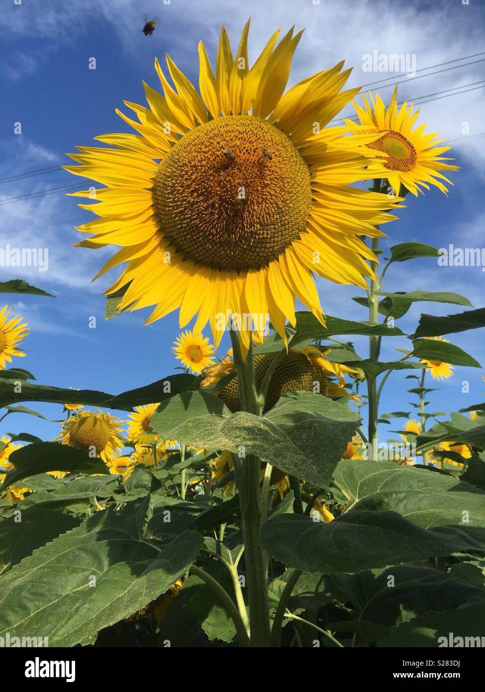 Sommerzeit Sonnenblumen und in der Schweiz. Banque D'Images