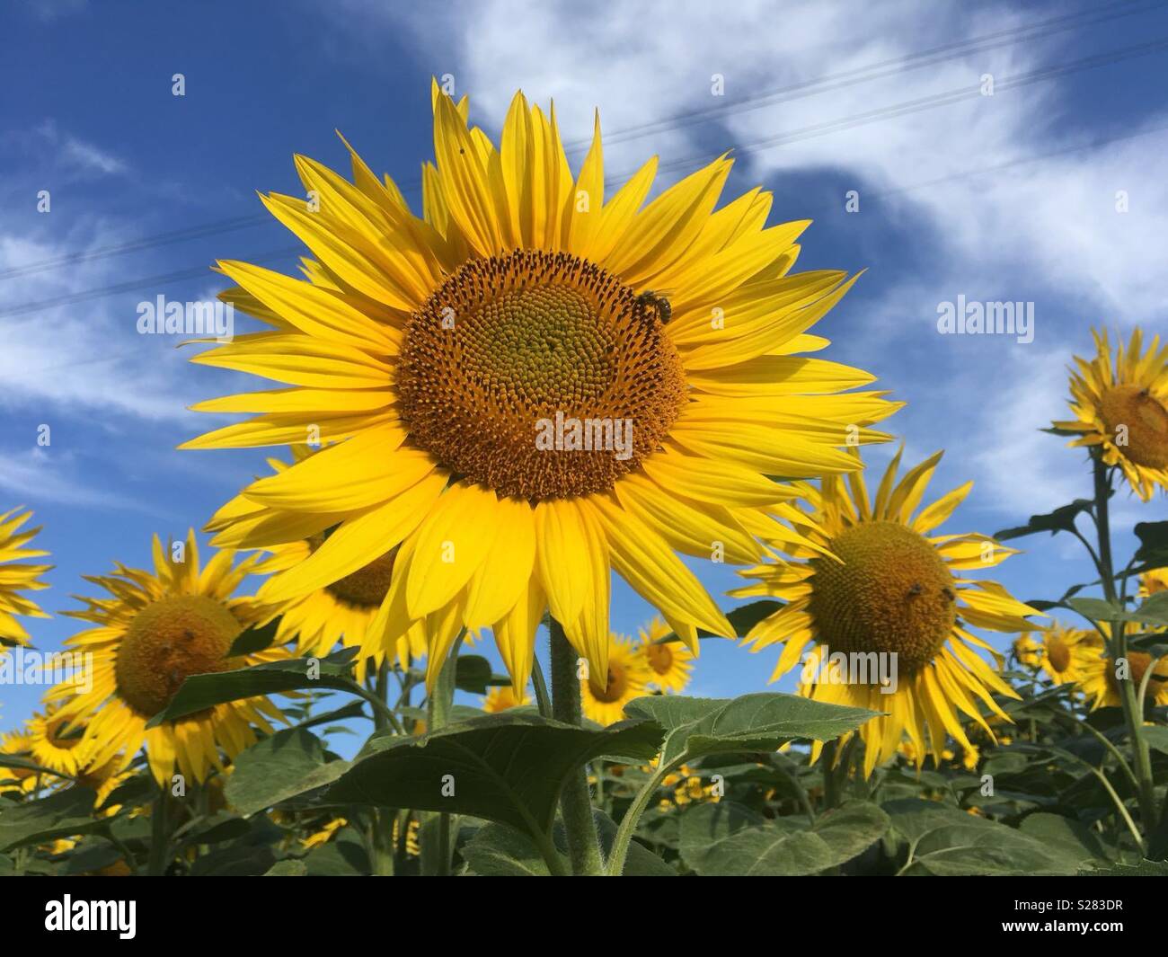 Fleur de tournesol, symbole de l'heure d'été en Suisse. Banque D'Images