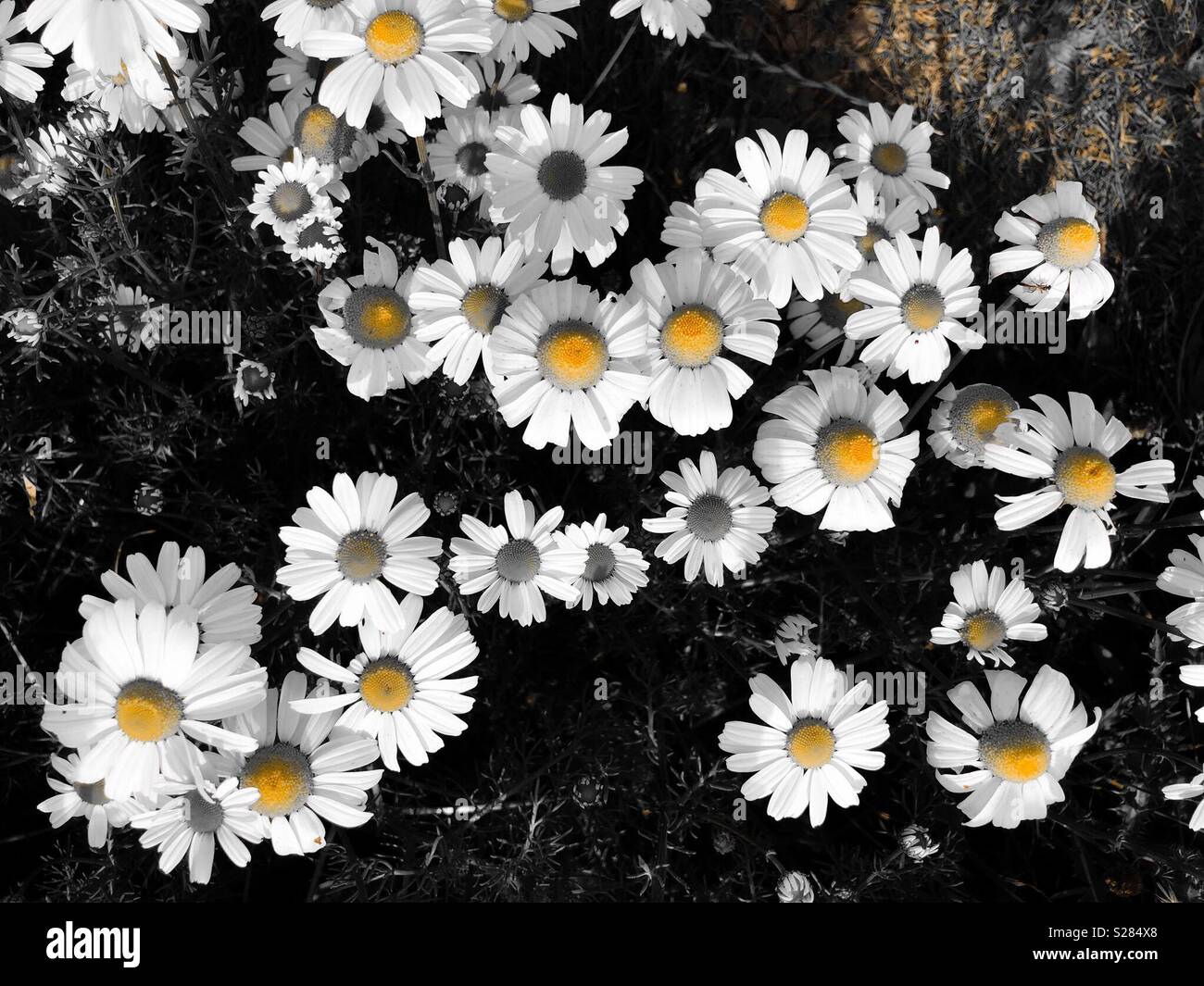 Vue du haut vers le bas de fleurs de camomille en noir, blanc et jaune - Image de stock capturée avec un smartphone