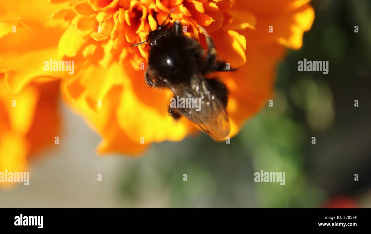 Abeille sur une fleur de souci d'été - Image de stock capturée avec un smartphone