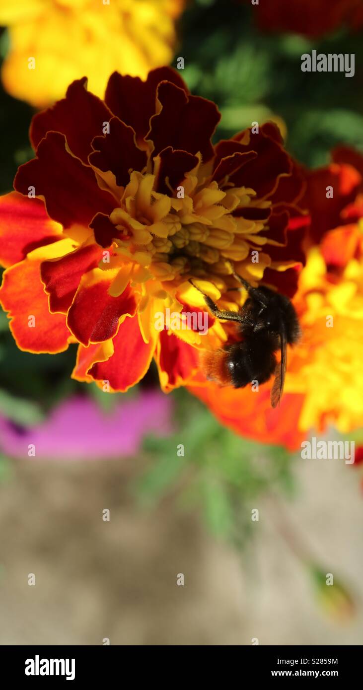 En été, l'Abeille Marigold - Image de stock capturée avec un smartphone