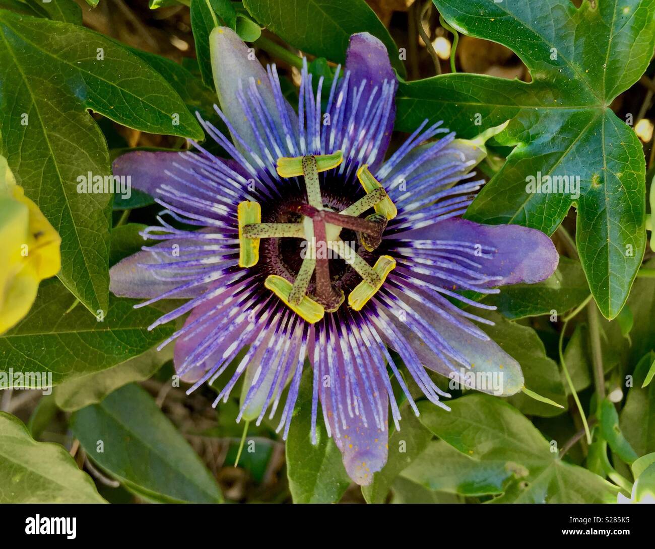 La passiflore. - Image de stock capturée avec un smartphone