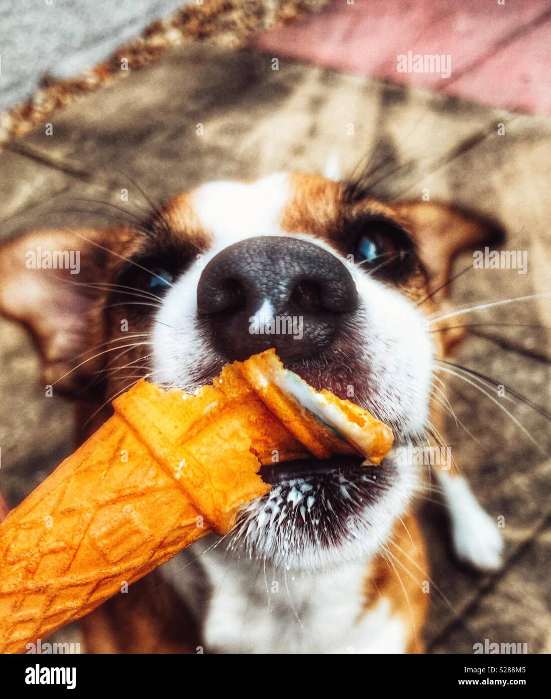 Chien Mange Une Glace Banque du0027image et photos - Alamy