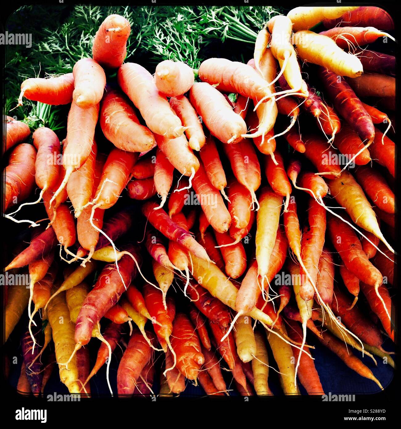 Les carottes biologiques à un marché de produits frais Banque D'Images