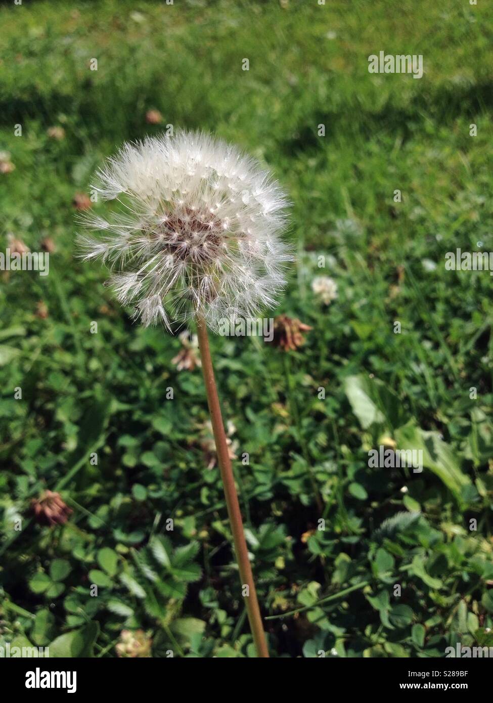 Graines de pissenlit Banque D'Images
