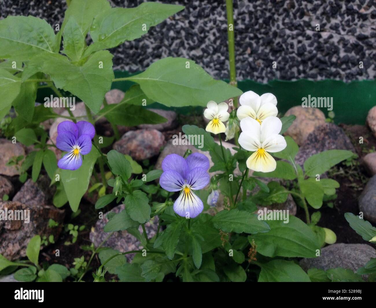 Viola flowers in garden - Image de stock capturée avec un smartphone