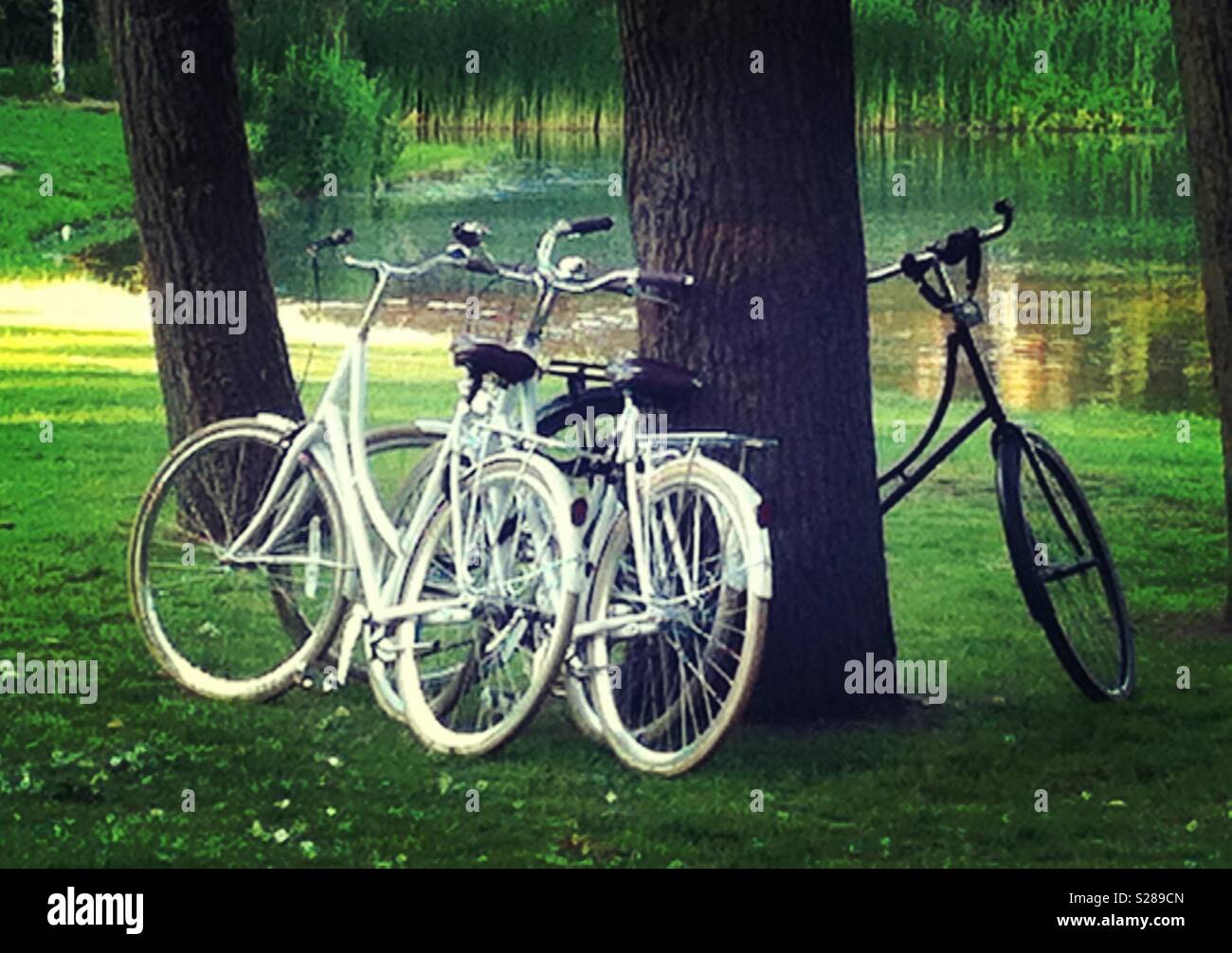 Vélos blancs et noirs s'appuyant sur un arbre - Vondelpark Amsterdam Banque D'Images