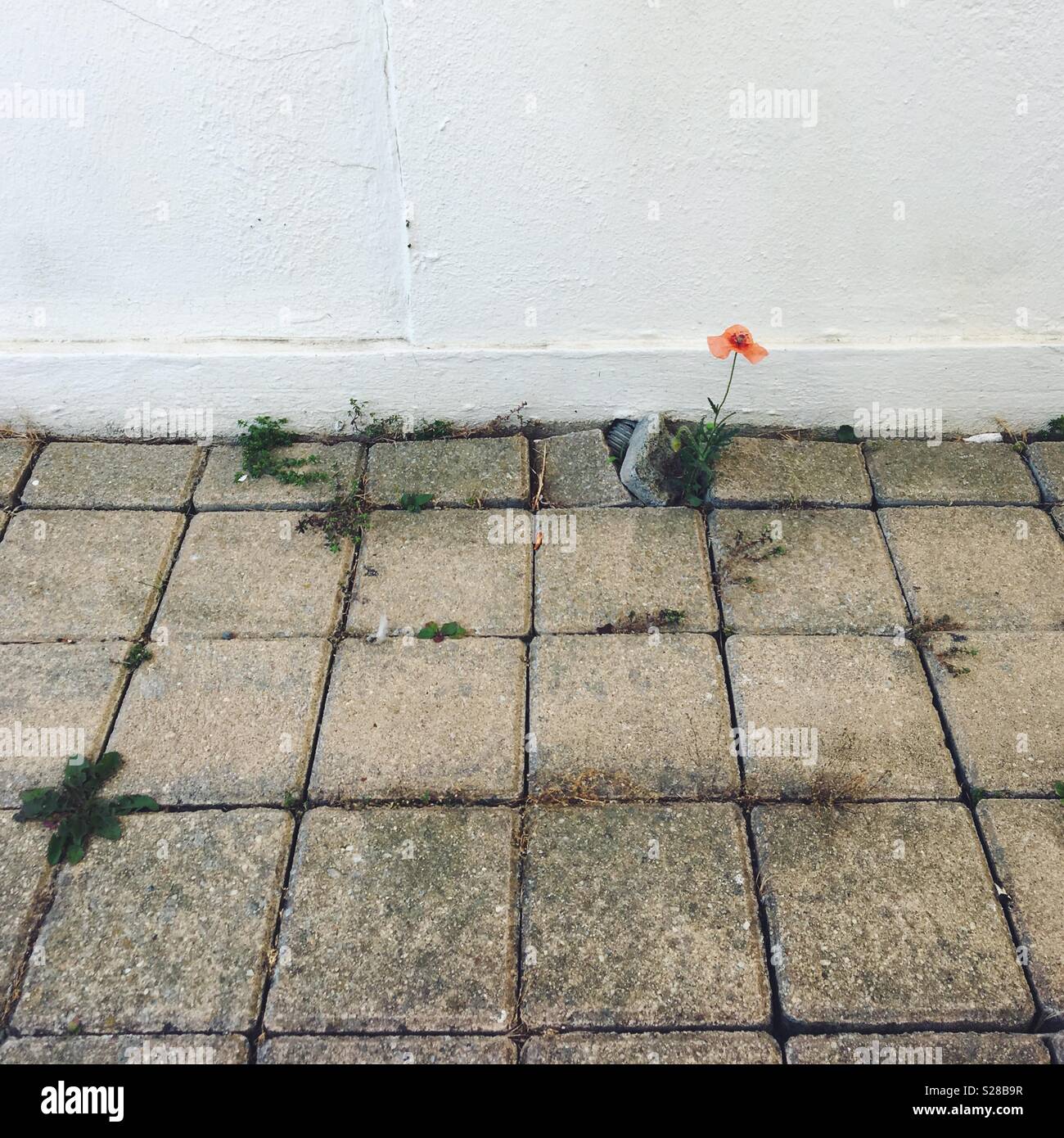 Petit rouge pavot jeter les lacunes dans les dalles - Image de stock capturée avec un smartphone