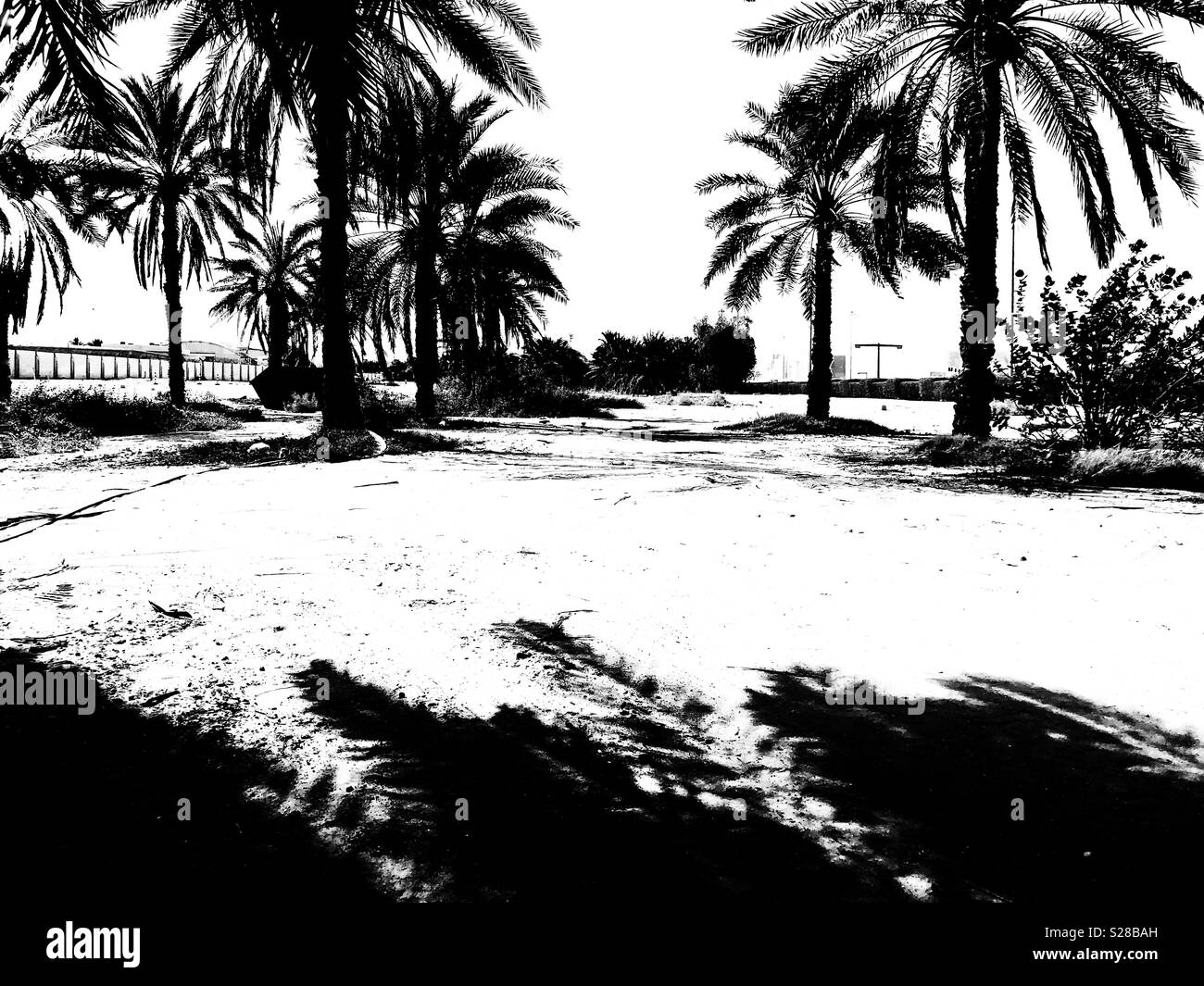 L'été chaud midi Ombres de palmiers à Abu Dhabi, Émirats arabes unis Banque D'Images