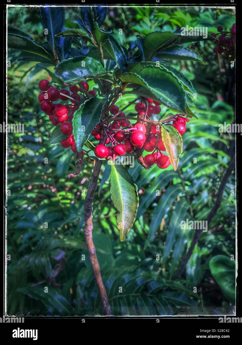 Les fruits rouges, l'Université de Stellenbosch, Afrique du Sud Jardin Botanique. Banque D'Images