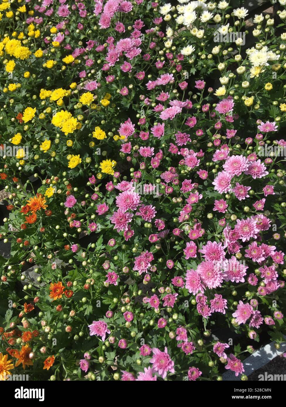 Chrysanthèmes emballés ensemble dans un mélange de rose, jaune, blanc, orange patches Banque D'Images