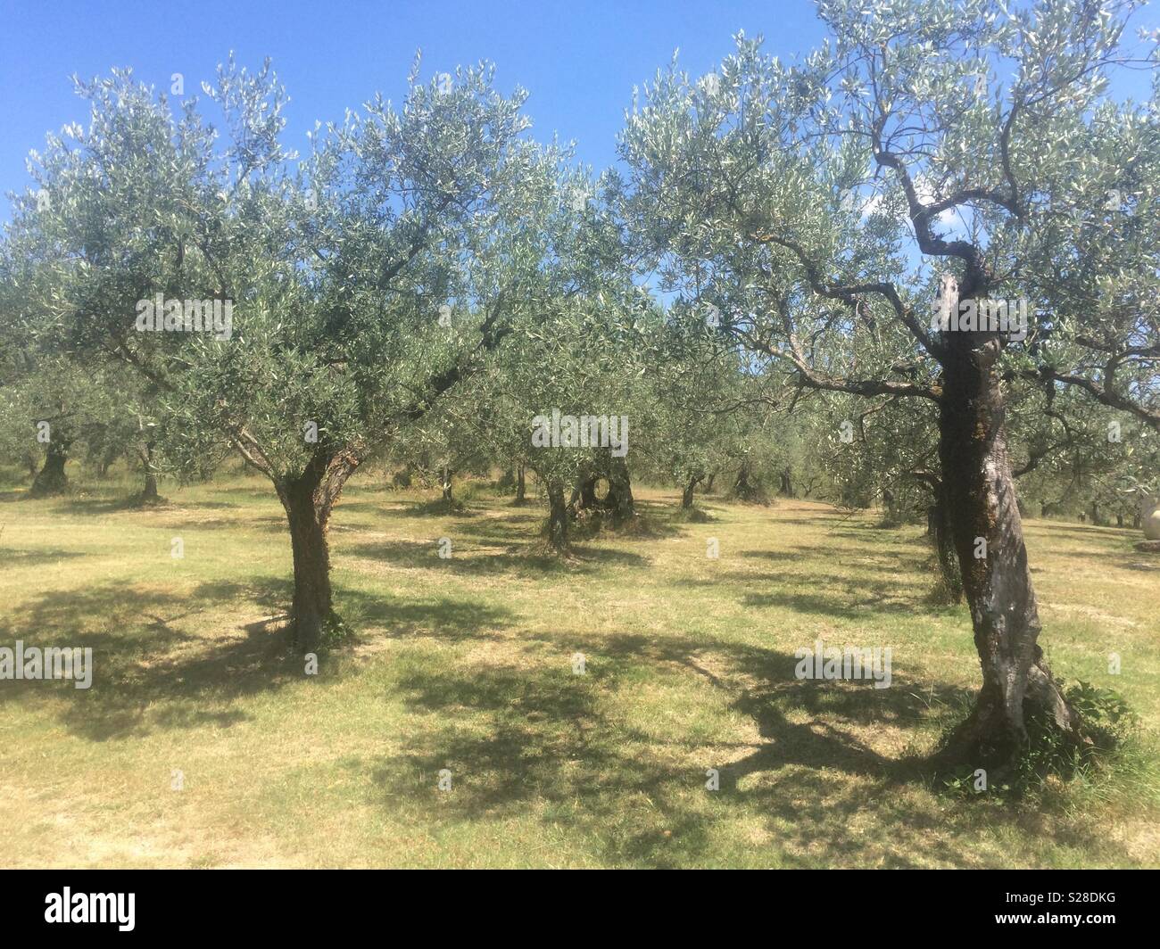 L'olivier en Ombrie campagne, Italie. Banque D'Images
