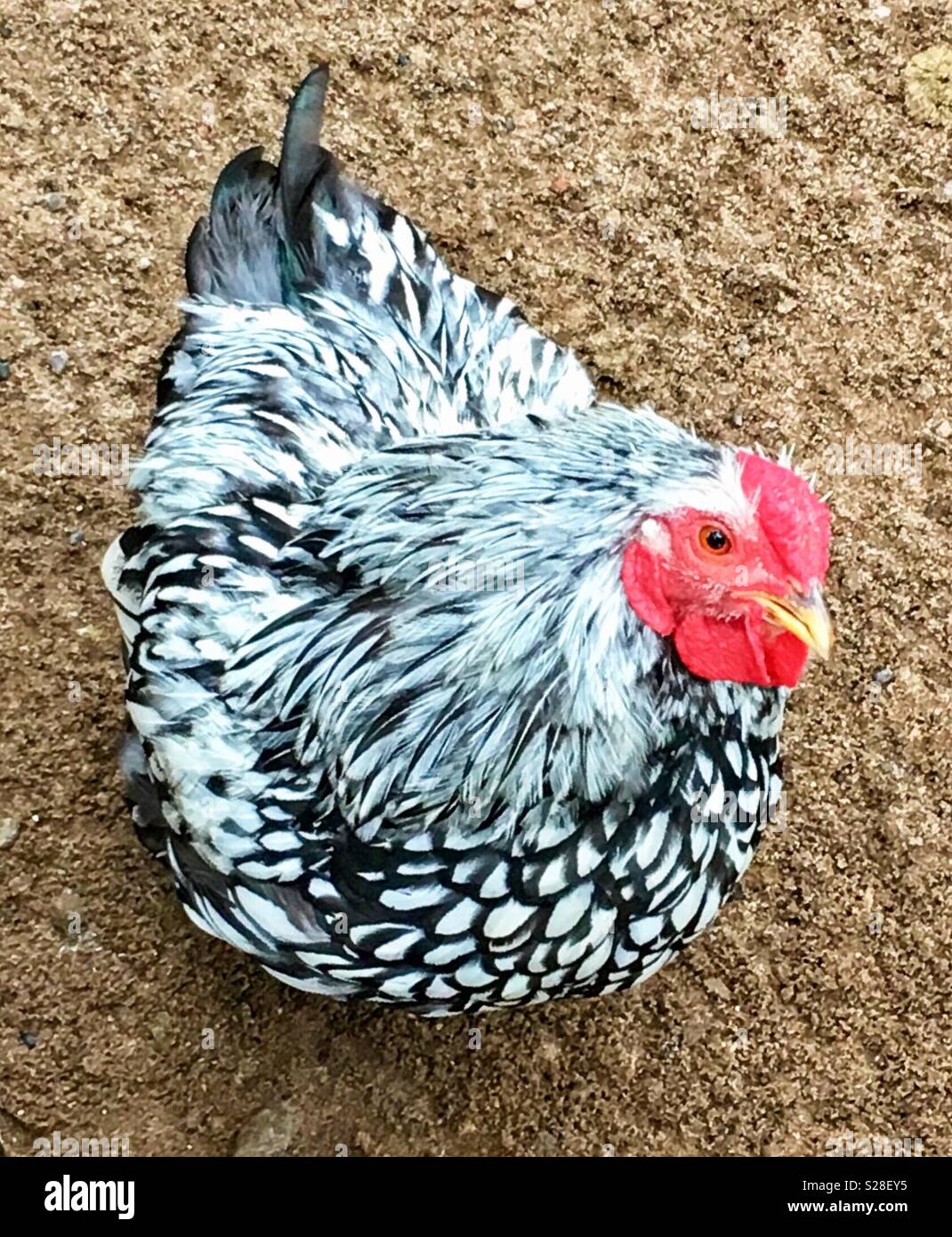 Poulet à la Wyandotte de terre - Image de stock capturée avec un smartphone