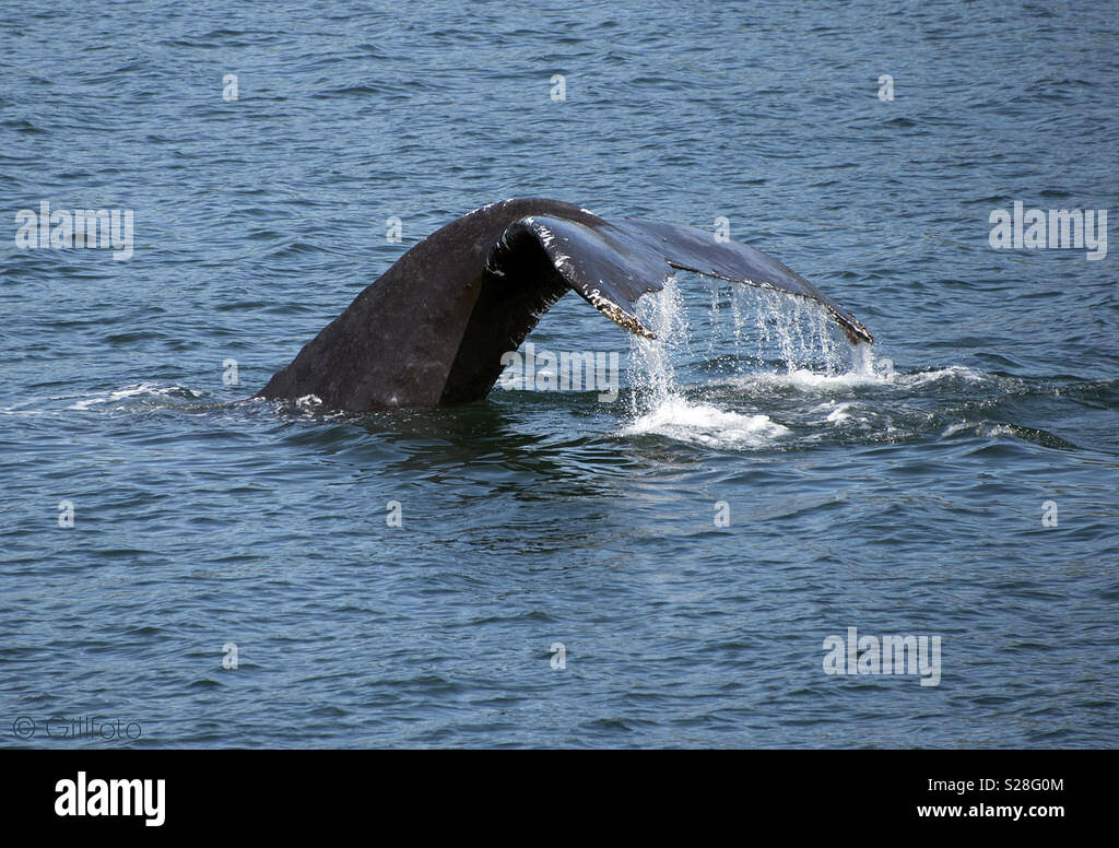 Rorqual à bosse dans Tenakee Inlet Banque D'Images