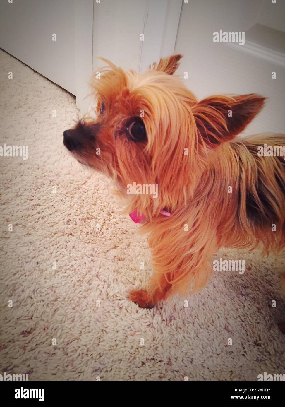 Yorkshire Terrier dog looking at camera, USA Banque D'Images