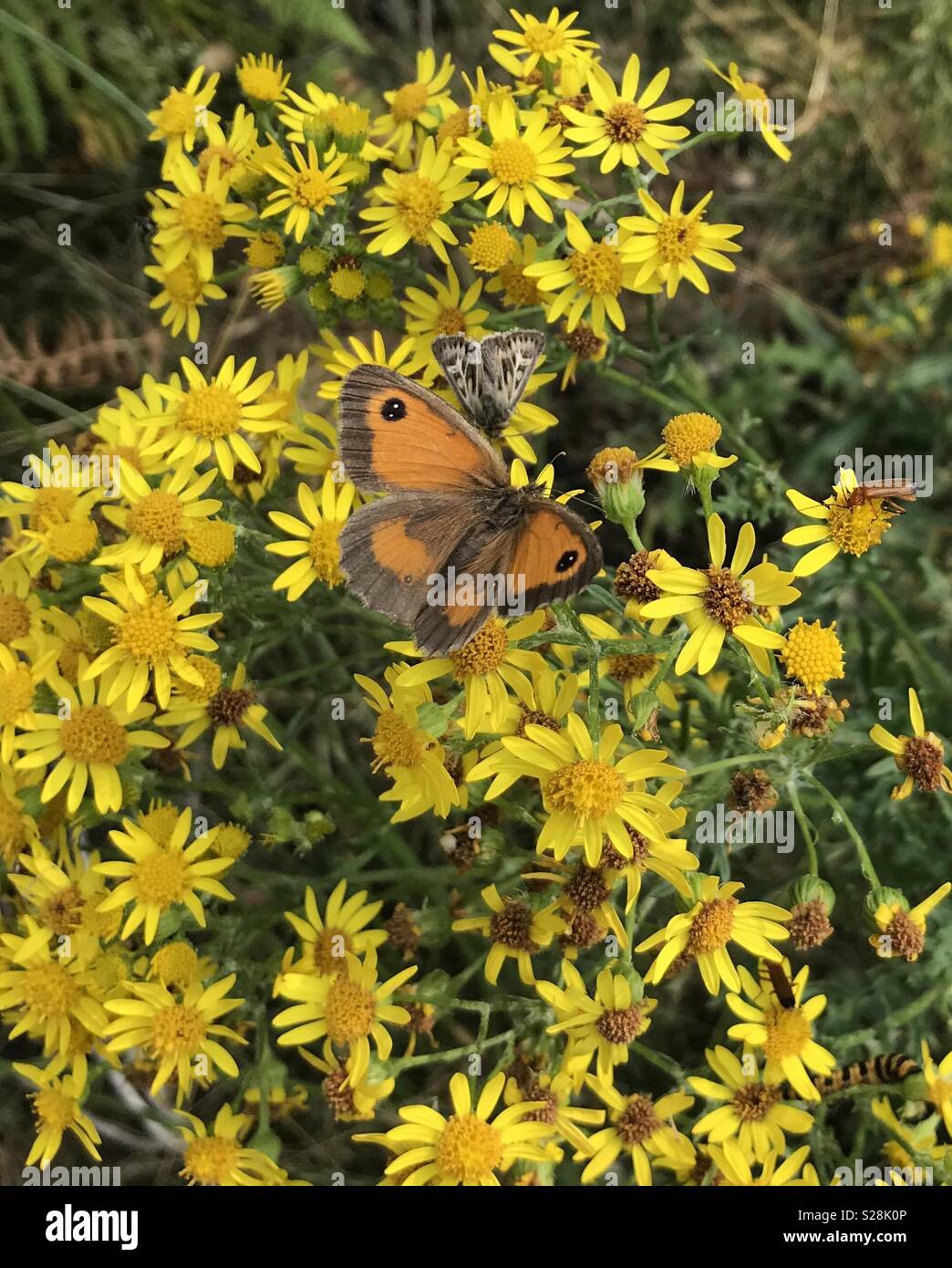 Un Gatekeeper papillon, Papillon, de l'andouiller soldat Rouge Commune de coléoptères, et une espèce de cinabre Caterpillar, le séneçon jacobée dans un champ du Staffordshire Banque D'Images