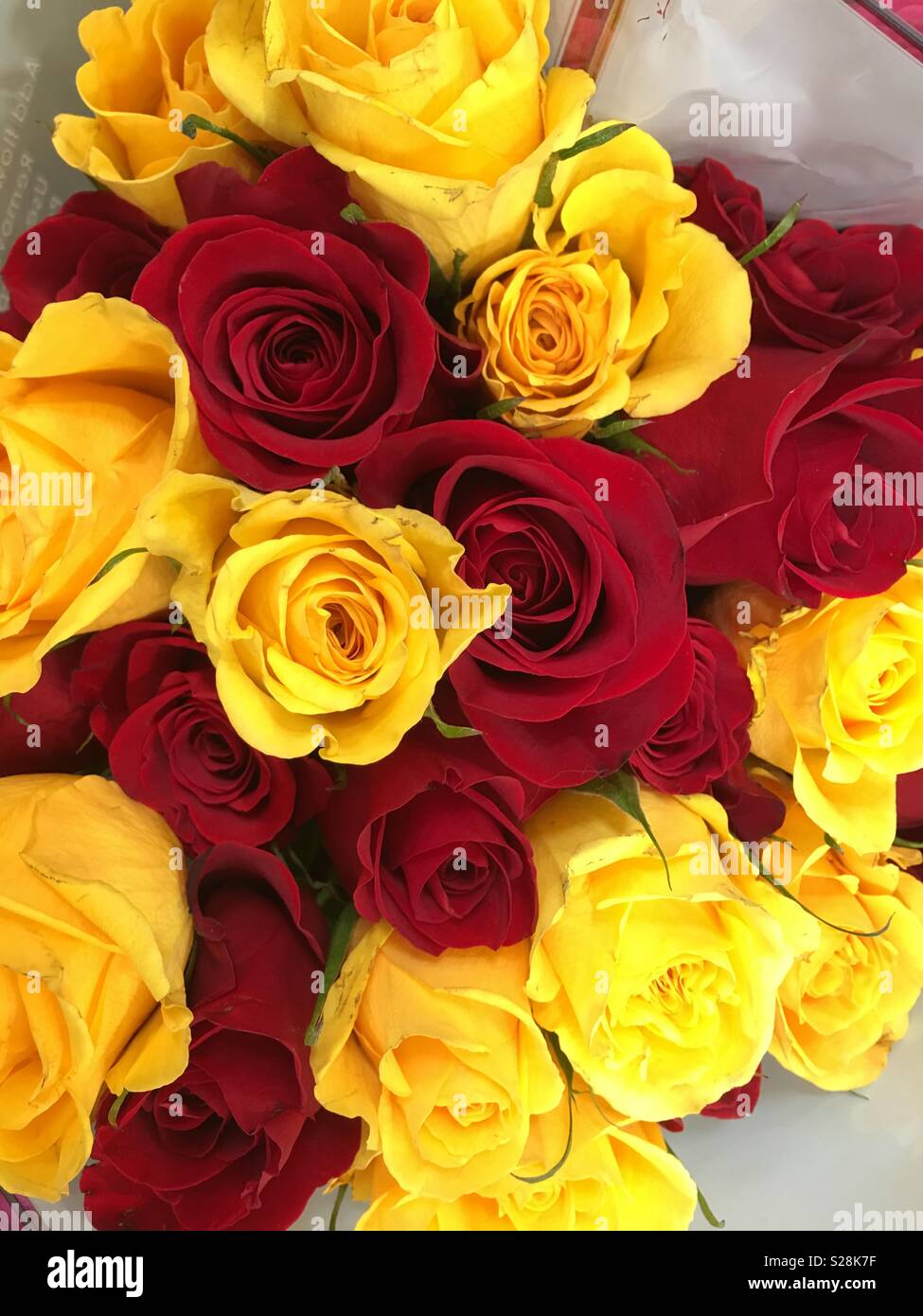 Roses rouges et jaunes - Image de stock capturée avec un smartphone