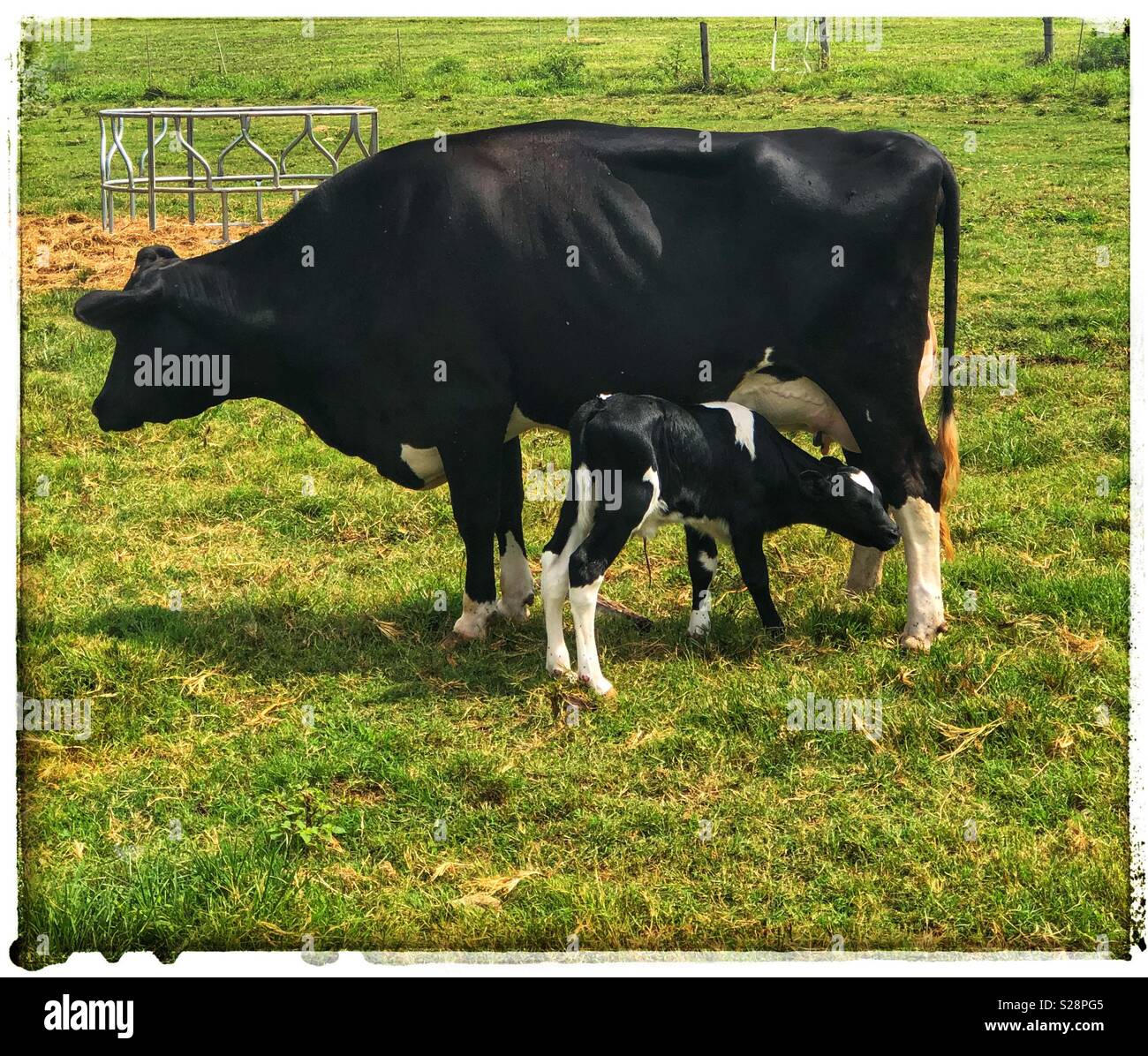 Vache Bebe Banque D Image Et Photos Alamy