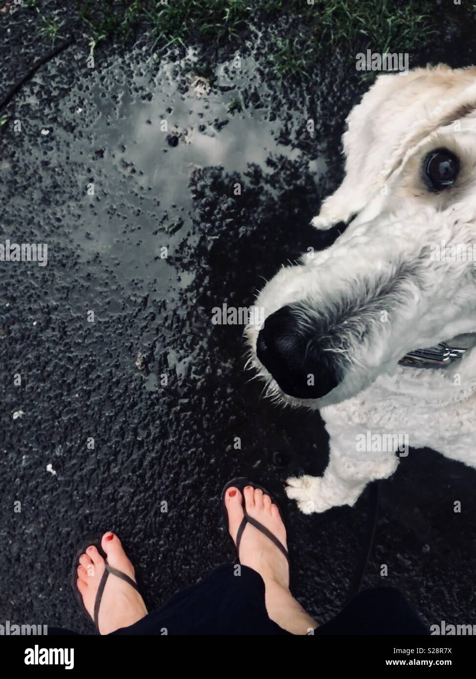 Promener Le Chien Sous La Pluie Banque Dimages Photo Stock