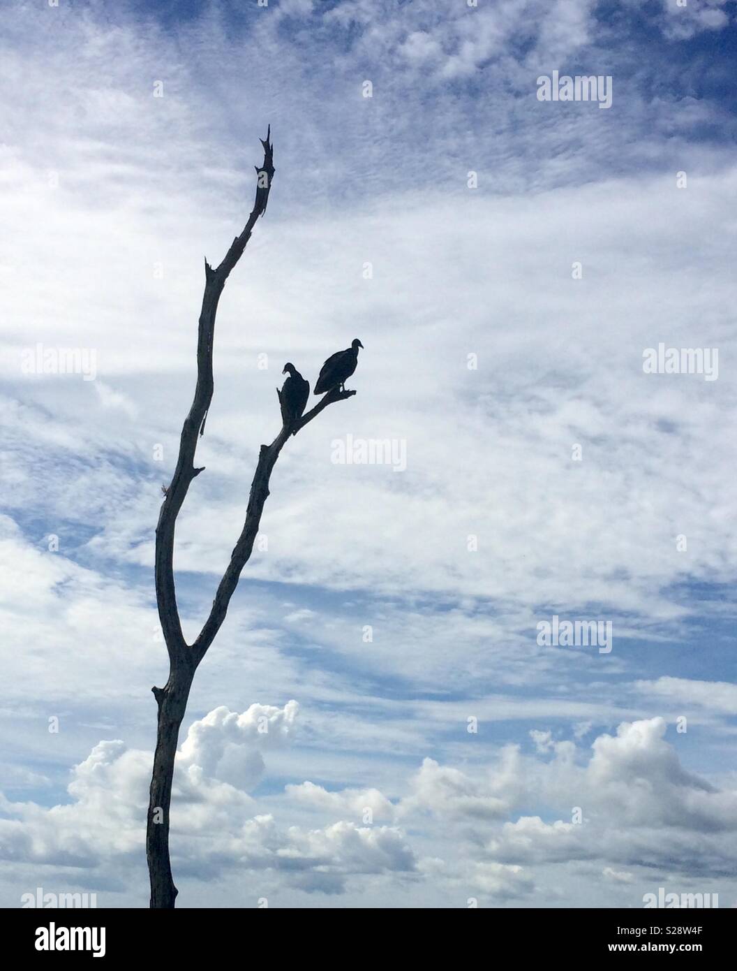 Deux Urubus sur arbre mort contre intéressant ciel nuageux - Image de stock capturée avec un smartphone