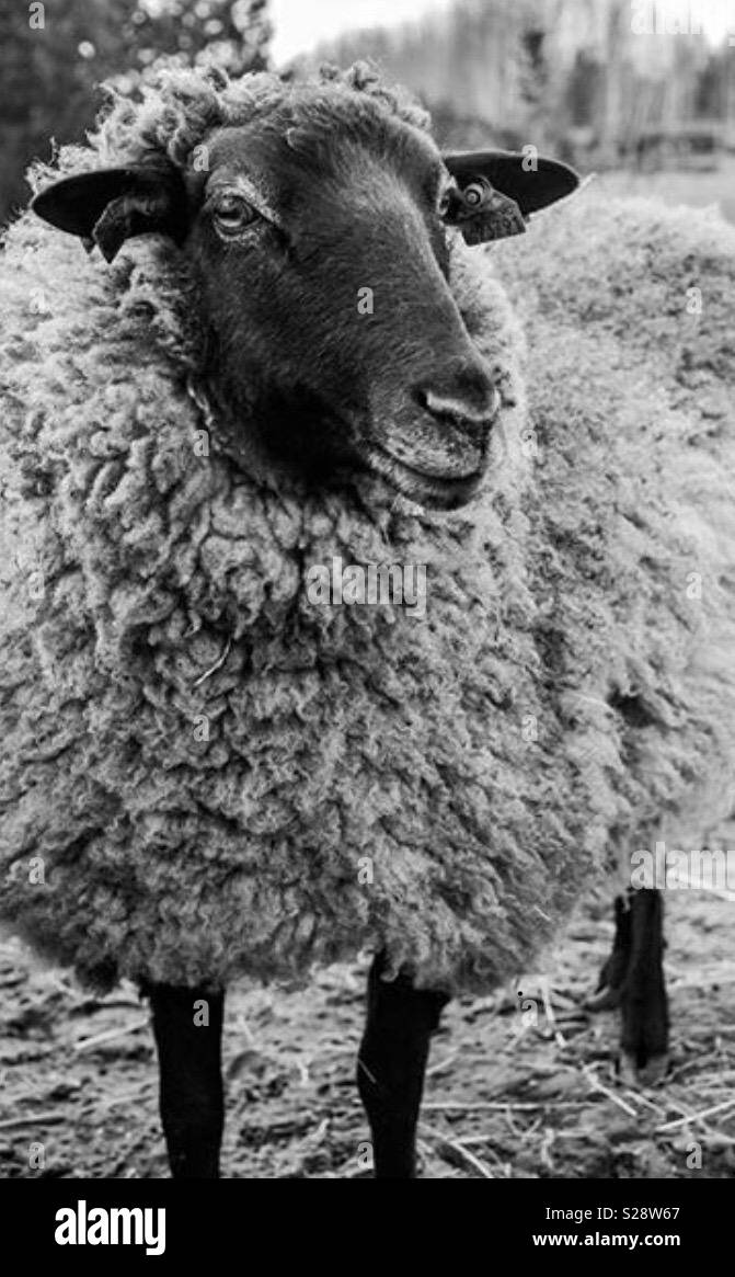 Un mouton en noir et blanc Banque D'Images