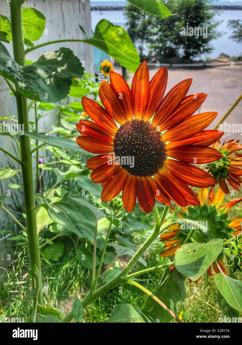 Un audacieux de couleur orange fleur. Banque D'Images