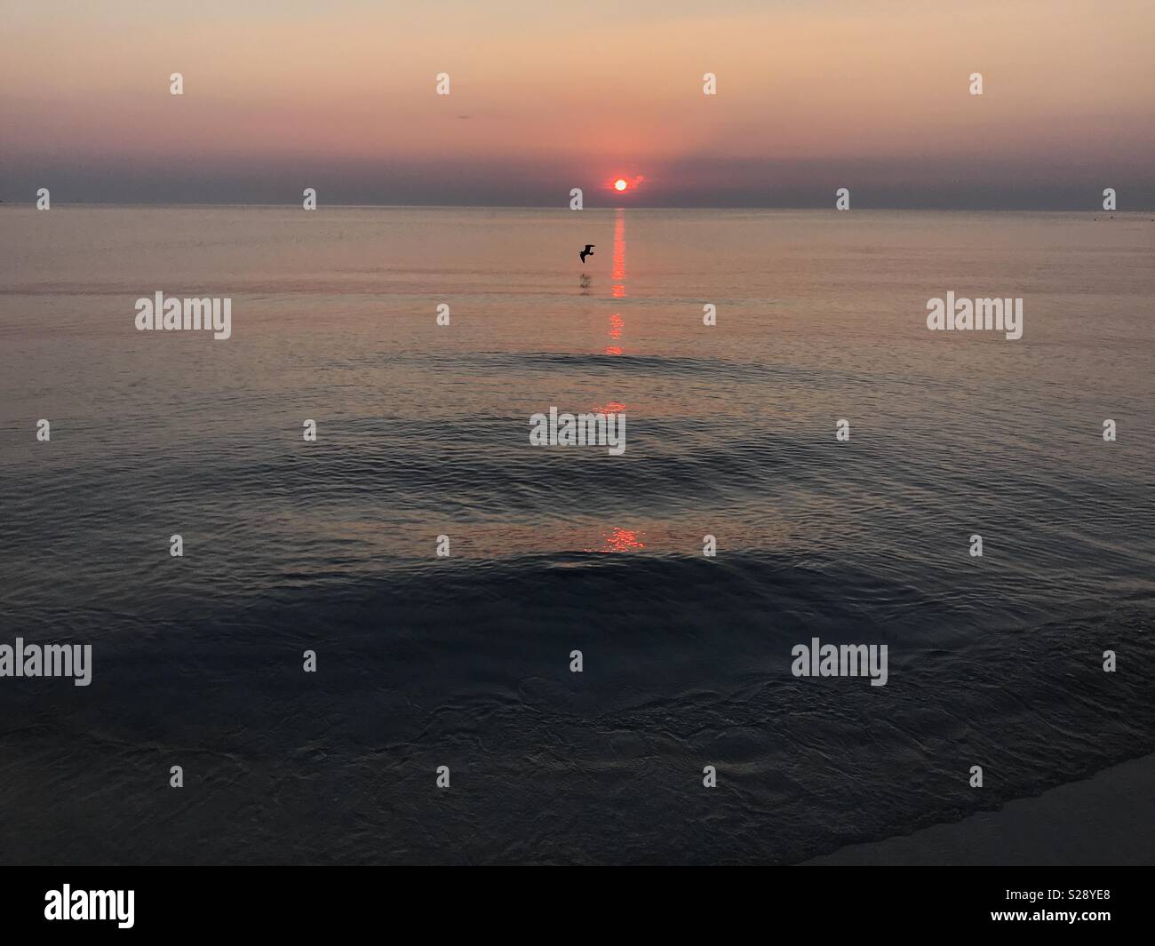 Le lever du soleil sur la mer, de la plage à l'horizon avec une seule mouette en vol - Image de stock capturée avec un smartphone