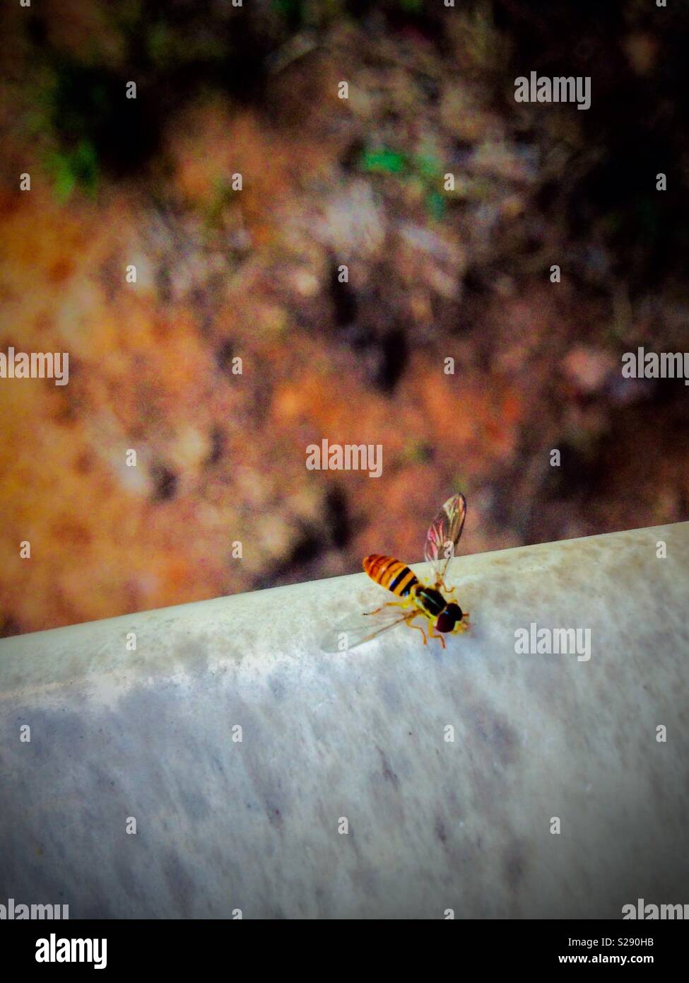 Syrphidae sur bras chaise d'extérieur Banque D'Images