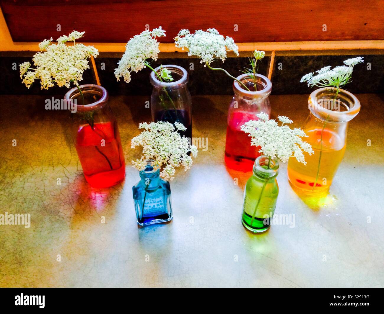 Expérience scientifique au début- 6 fleurs placées dans des bouteilles claires avec de l'eau coloré Banque D'Images