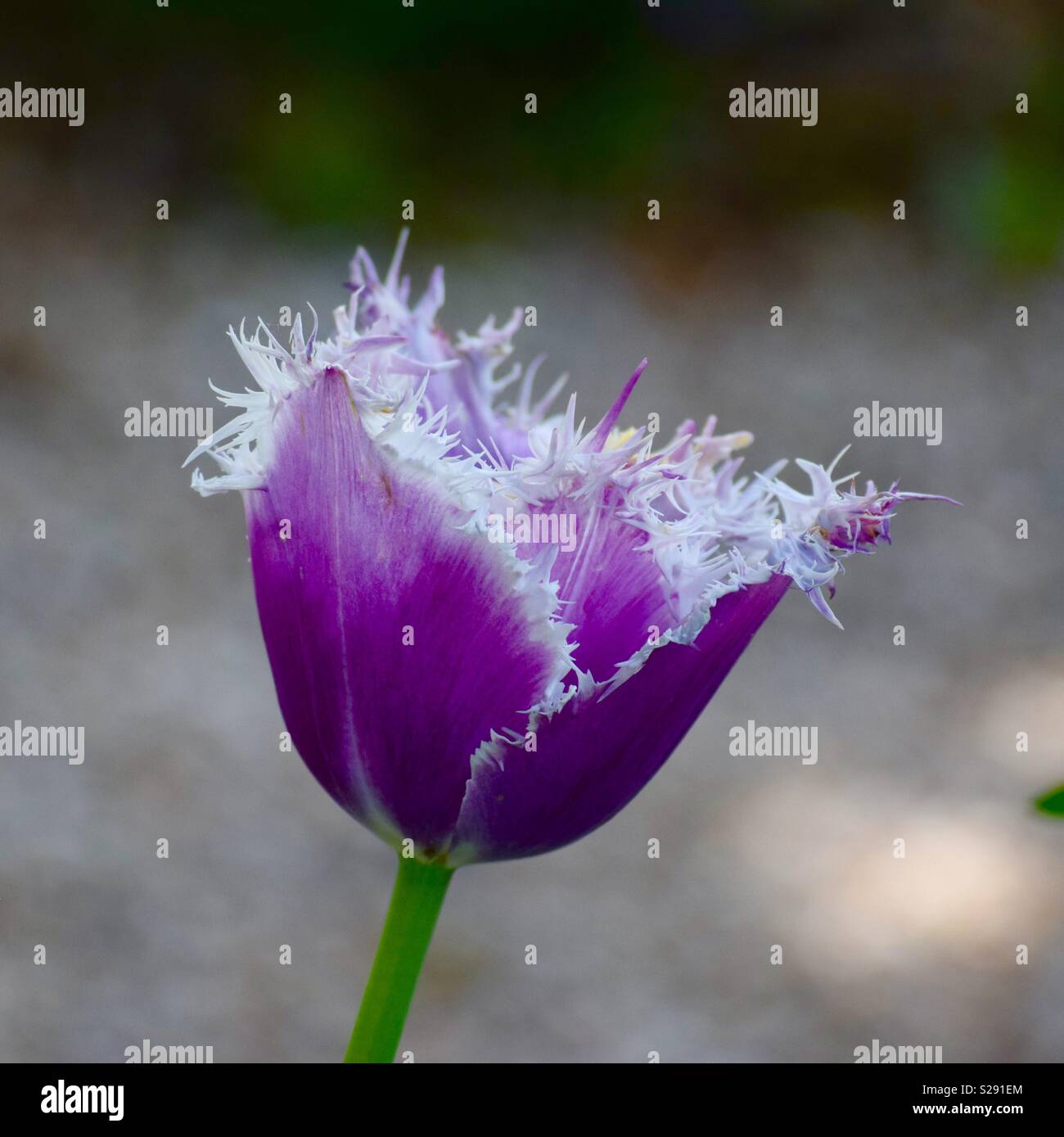 Tulipes pourpres - Image de stock capturée avec un smartphone