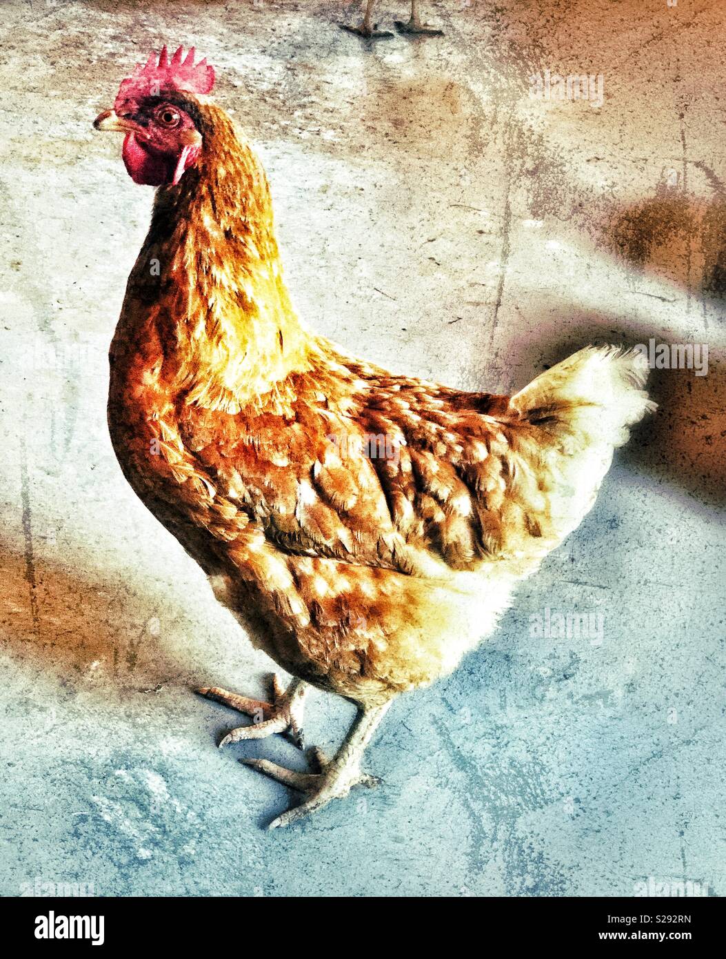 Créative, artistique full body portrait of a Rhode Island Red chicken Banque D'Images