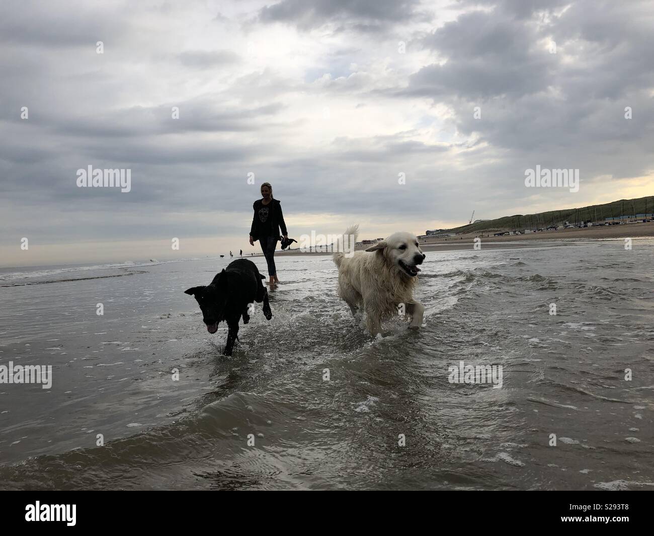 Promenade en mer avec des chiens Banque D'Images
