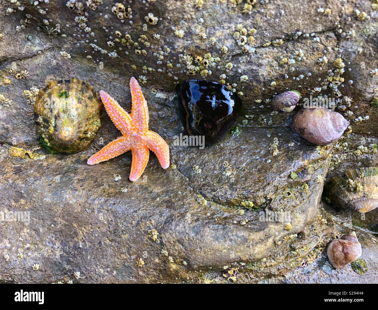 Une variété de la vie sur un bord de mer, y compris de très près, Beadlet,anémone les balanes, topshell, étoile de commun et la pervenche. Banque D'Images