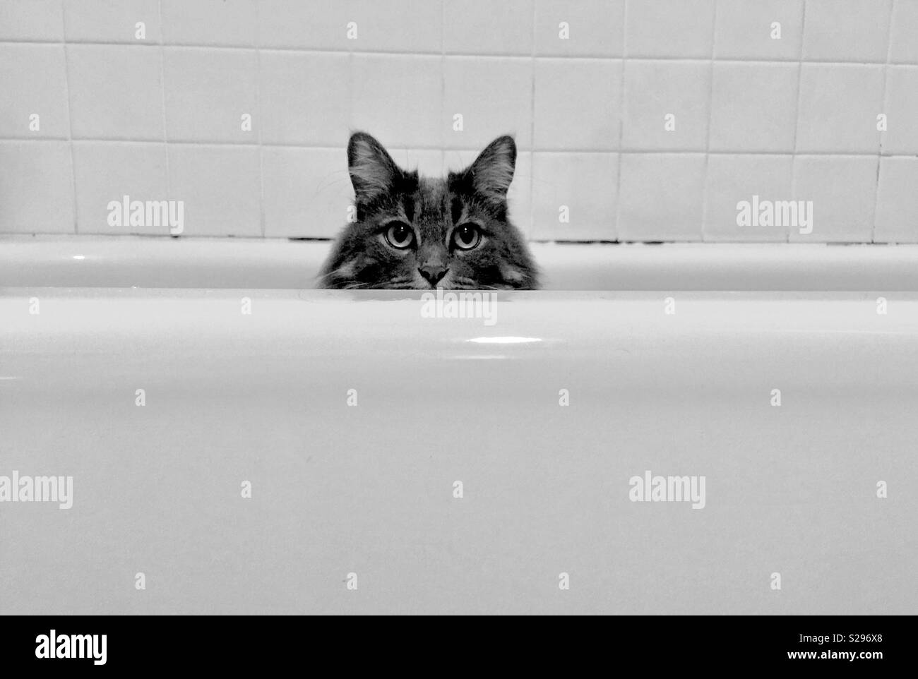 Chat dans une baignoire. Appareil photo tabby gris à poil long face à un chat dans une baignoire en porcelaine blanche et un mur de carrelage blanc de salle de bains derrière. Banque D'Images