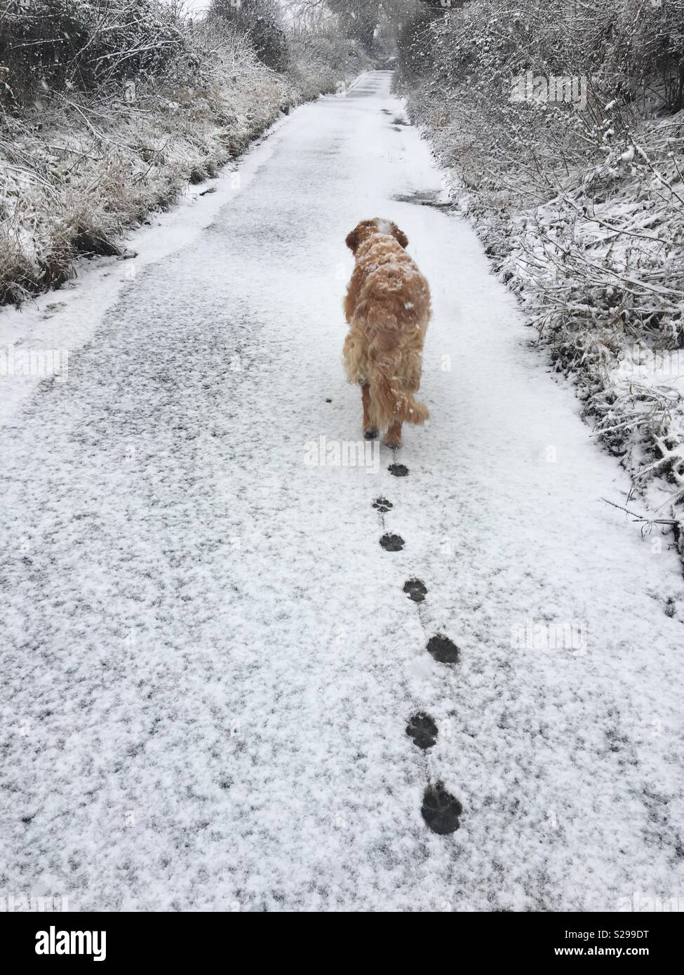 Sur le lonely chien marcher dans la neige en hiver Banque D'Images