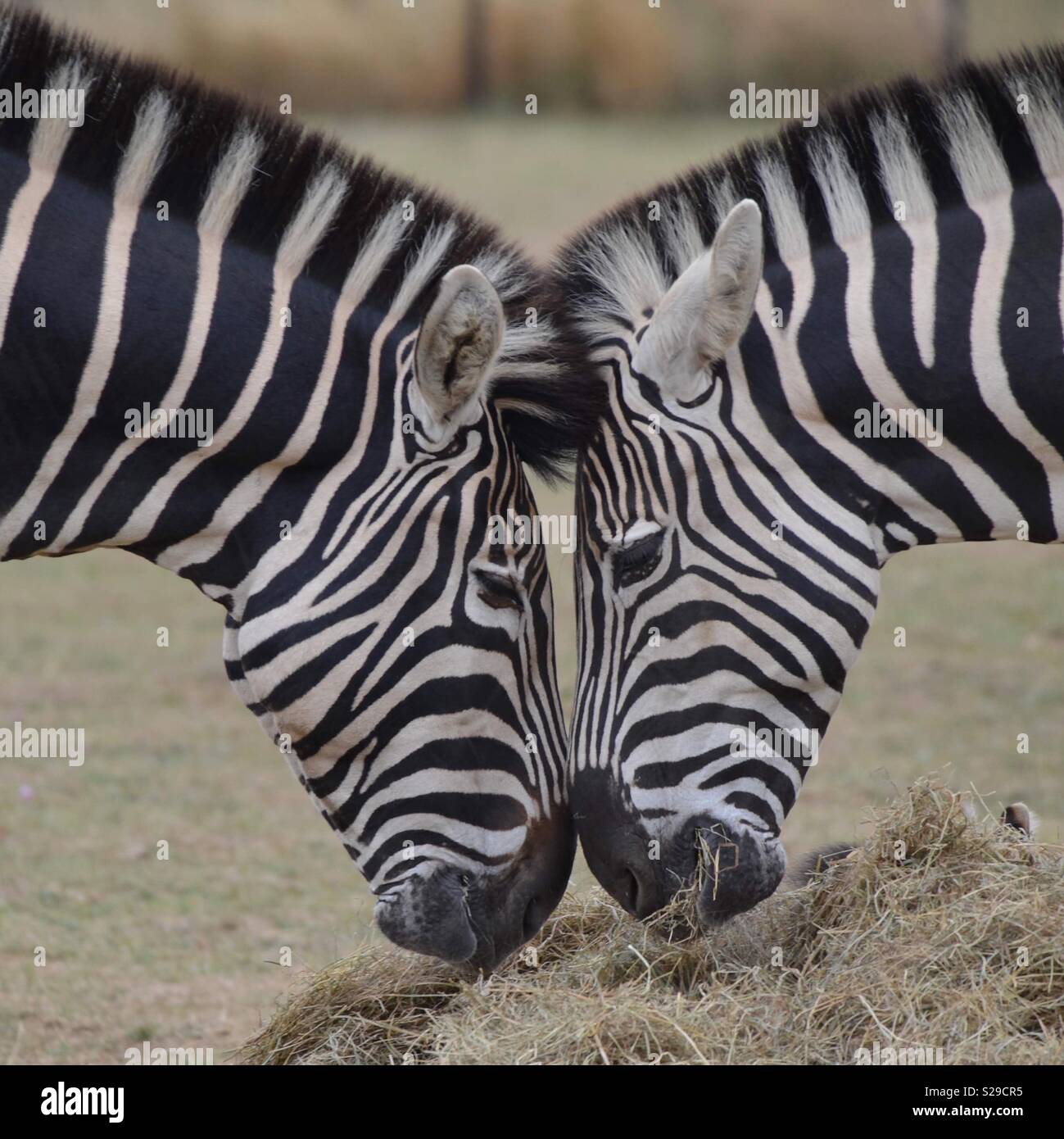 Zebra love Banque D'Images