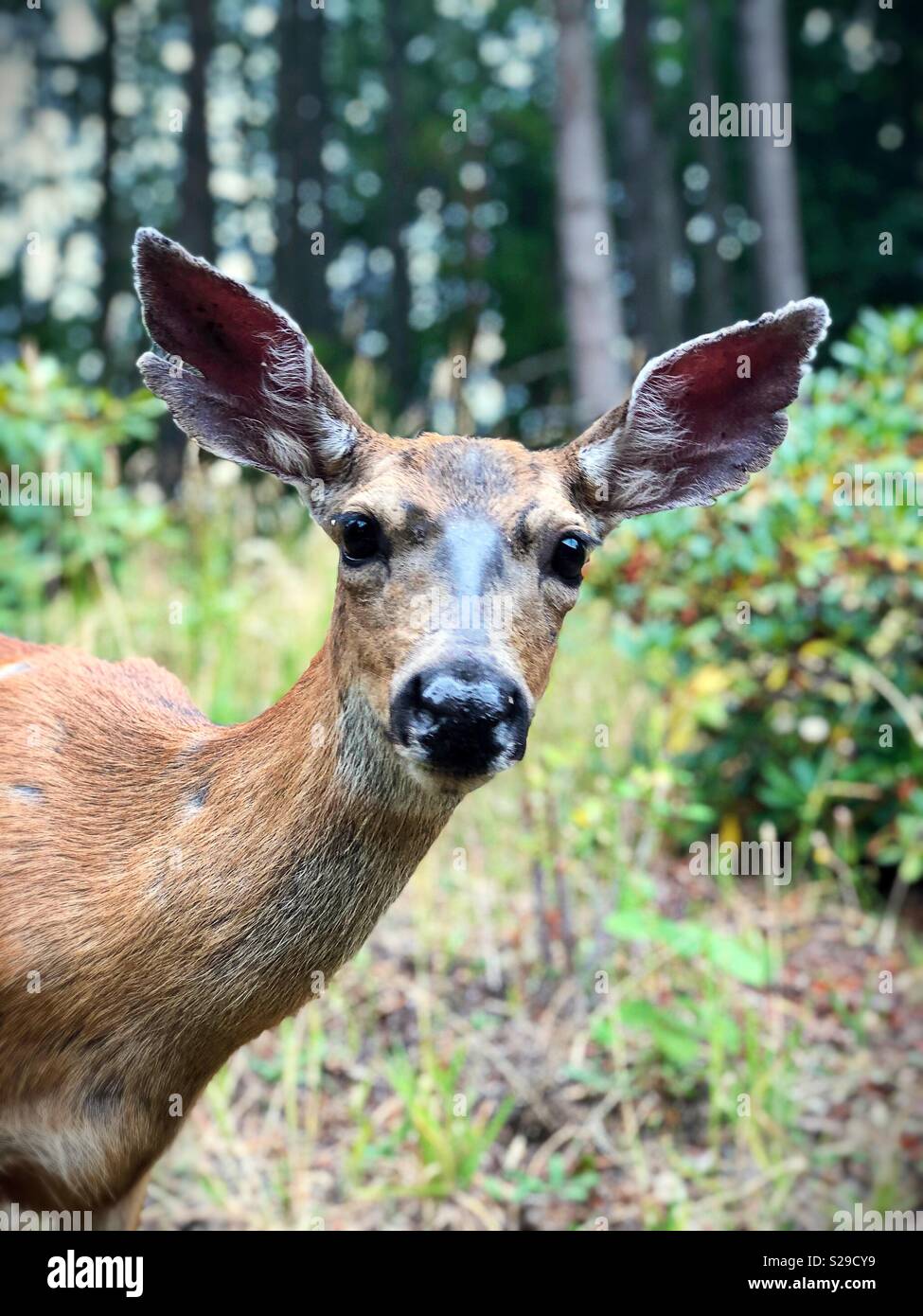 Deer à la caméra directement dans close up. Banque D'Images