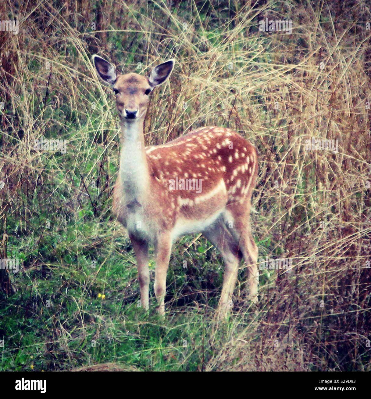 Bambi chevreuil dans un champ dans le West Sussex Banque D'Images