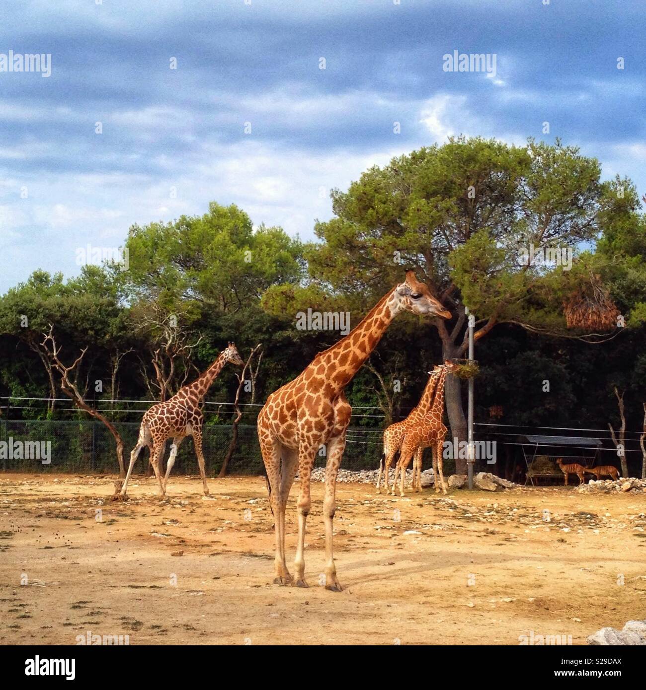 Les girafes, zoo de Lunaret, Montpellier France Banque D'Images