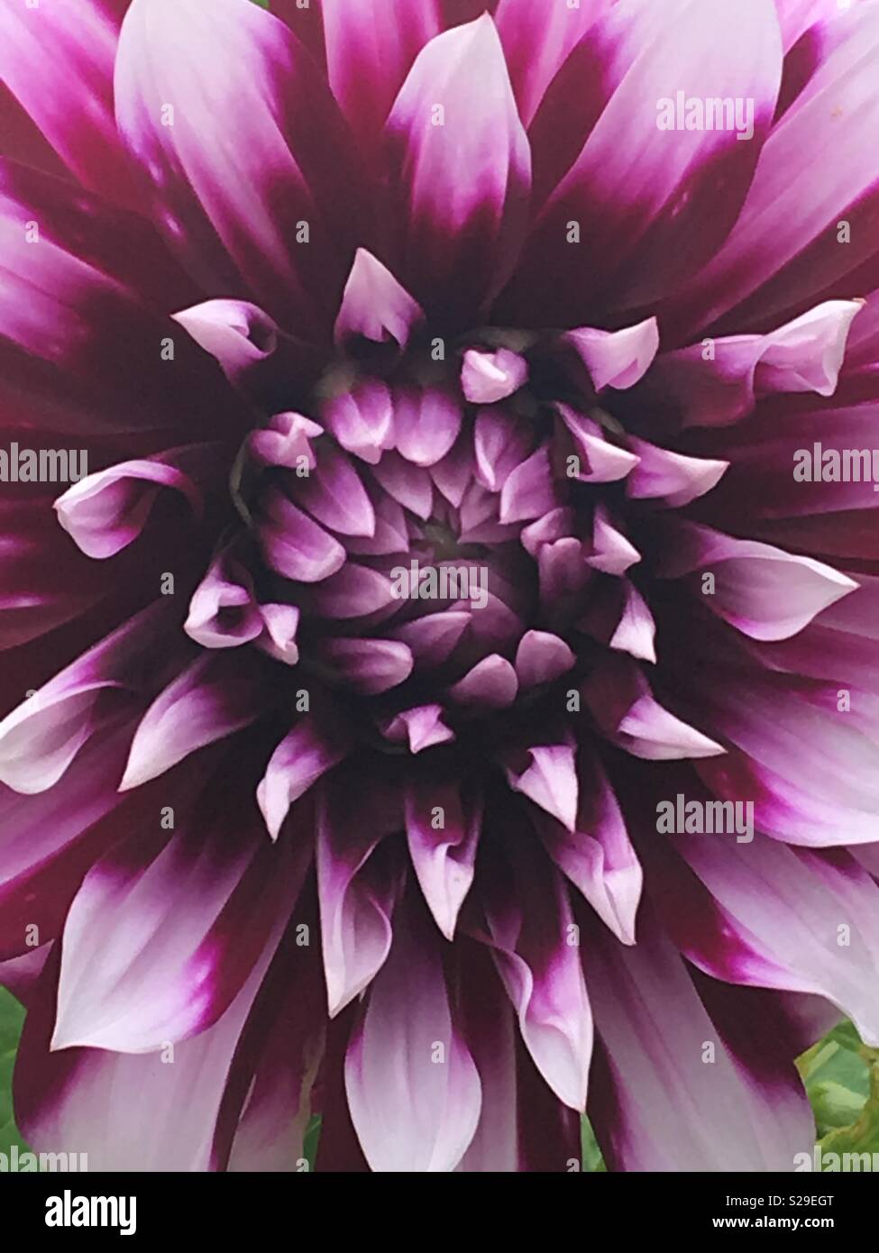 Close up de Mauve et blanc fleur dahlia Banque D'Images