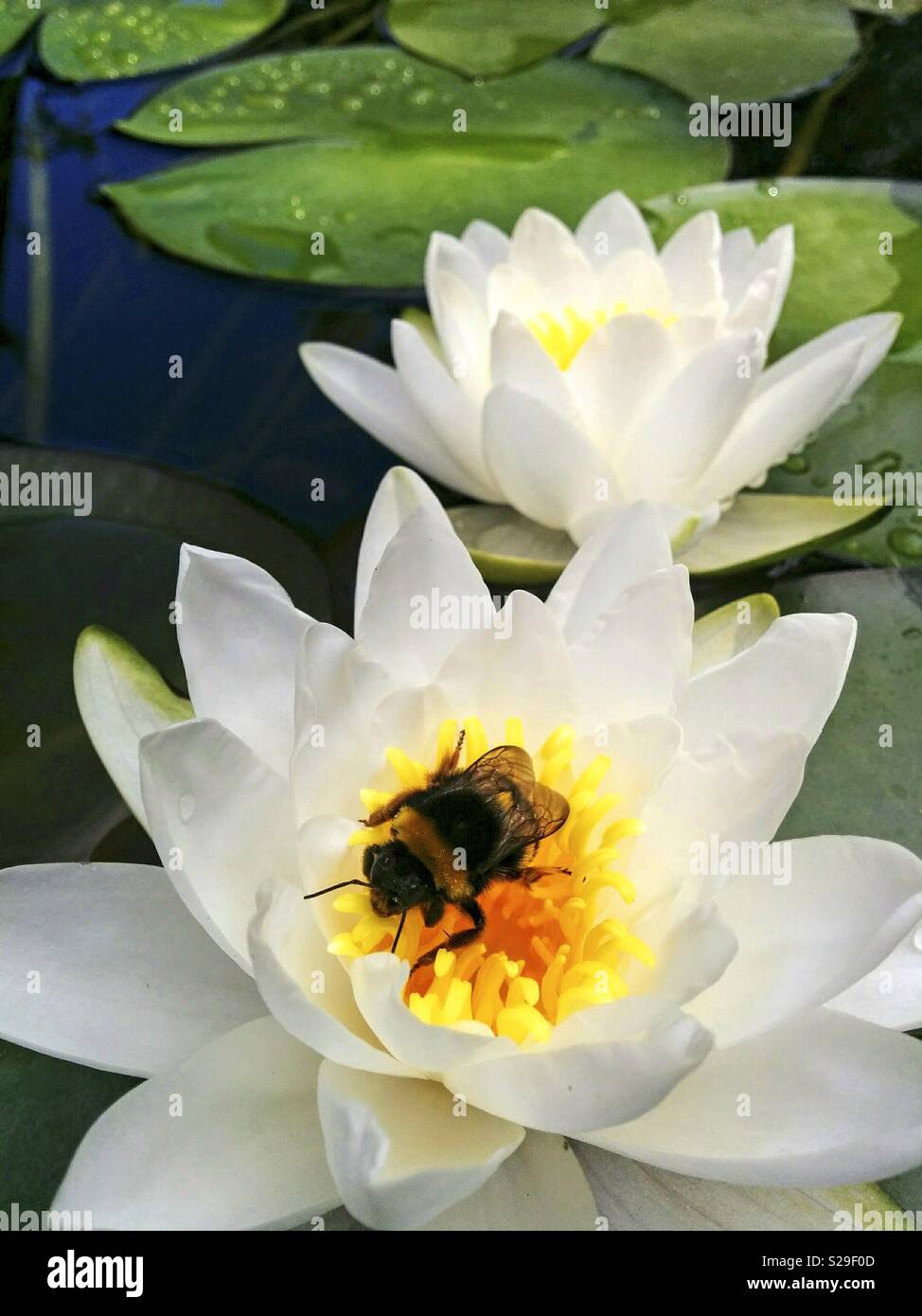 Bumblebee et water lily fleurs. Banque D'Images