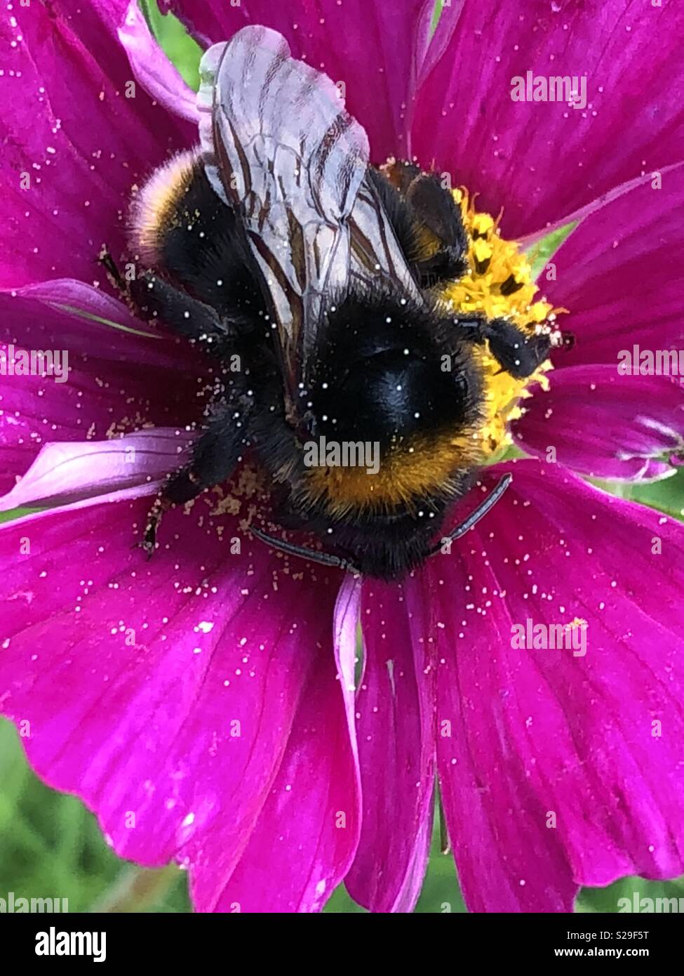 Abeille dans cosmos dazzler Banque D'Images