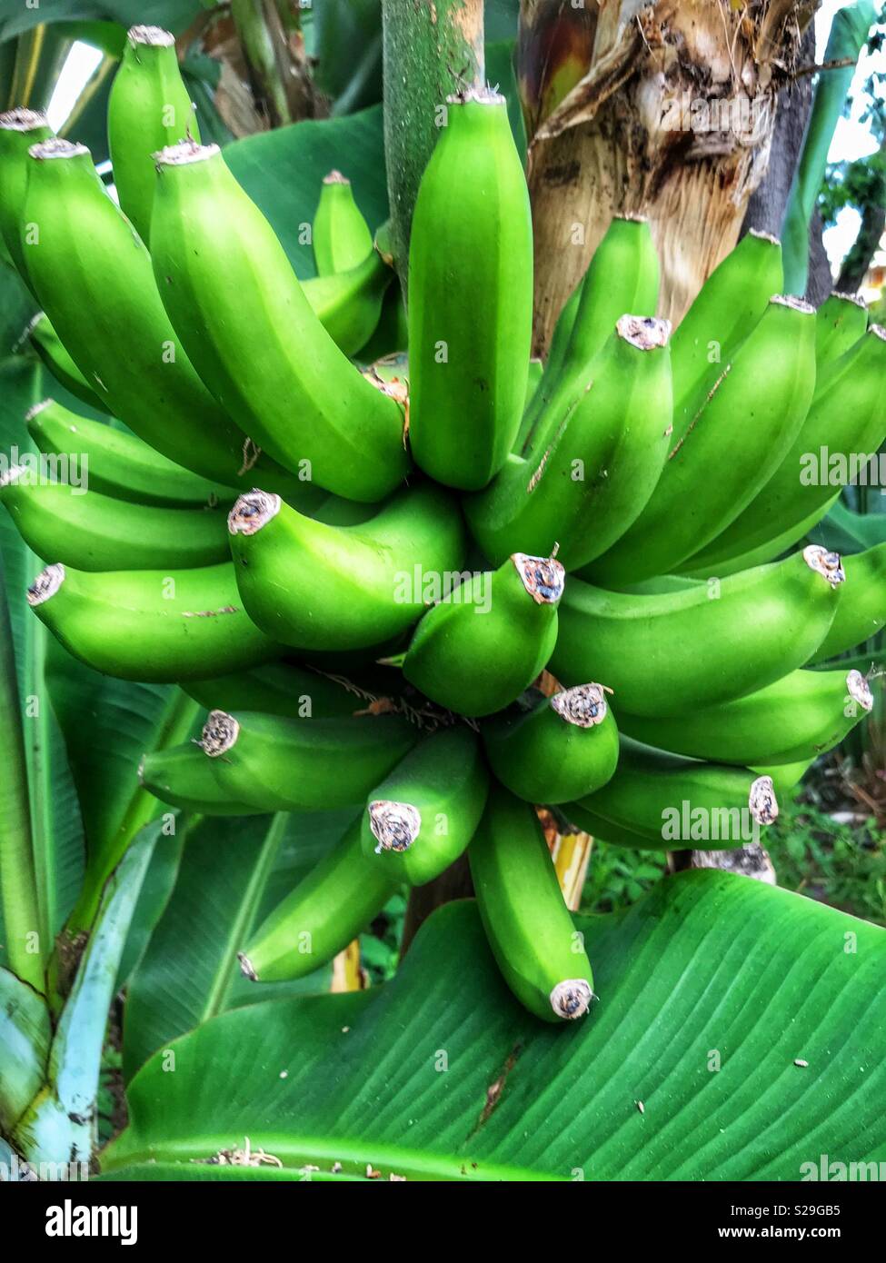 Bande de mûrissement des bananes vertes sur l'arbre - Image de stock capturée avec un smartphone