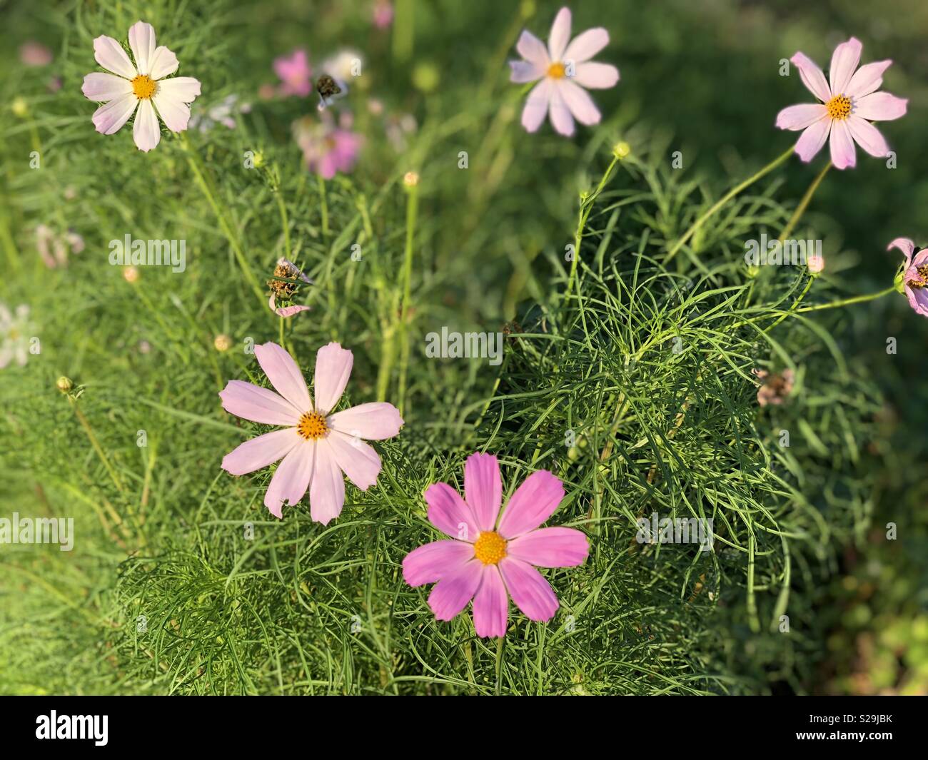 Saison d'été avec des fleurs coloful - Image de stock capturée avec un smartphone