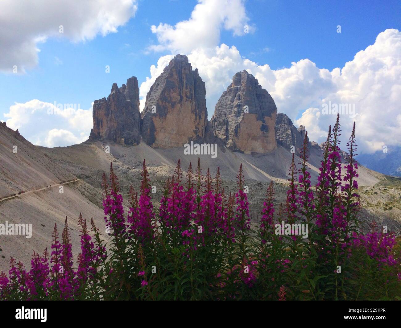 Tre Cime di Lavaredo et fleurs roses. L'Italie. Banque D'Images