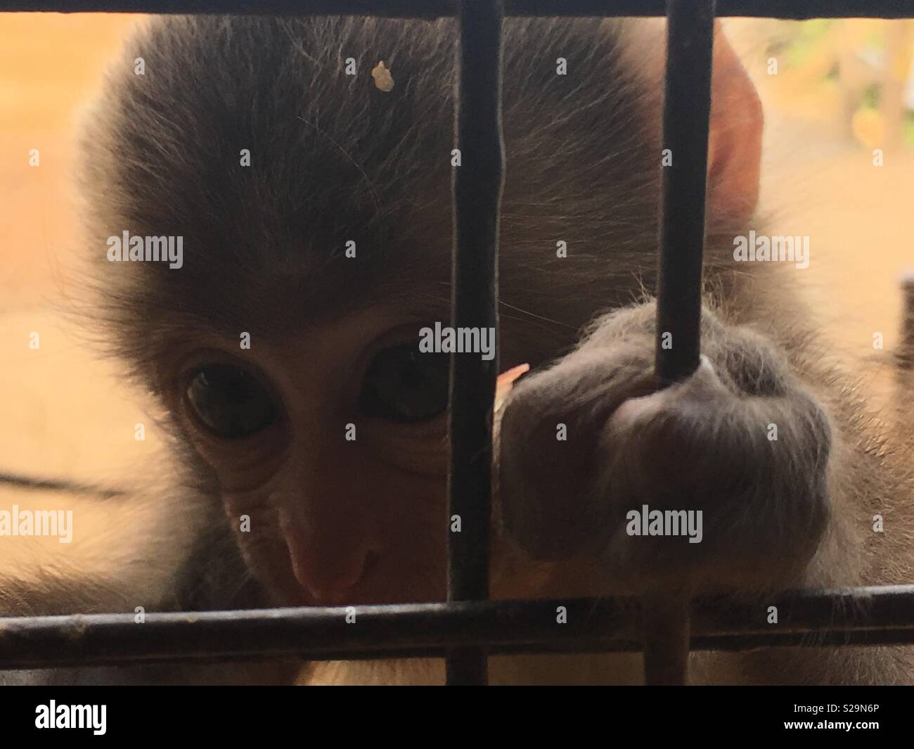 Bébé singe avec des yeux hypnotisant Banque D'Images